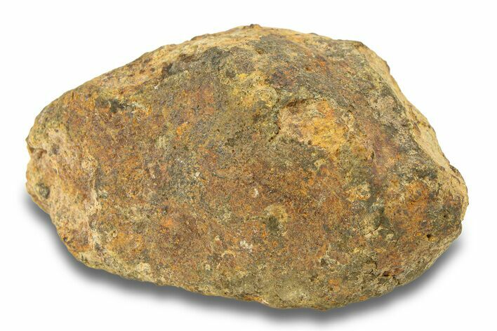Gold Basin Chondrite Meteorite ( g) - Arizona #282775